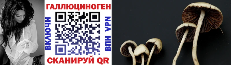 Галлюциногенные грибы мицелий Новопавловск